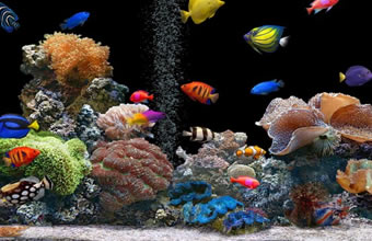 Áqua Pesca - Foto 1