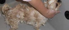 banho-e-tosa-de-animais-maua-1461097578