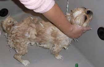 Centro de Estética Animal Flay & Chay - Foto 1