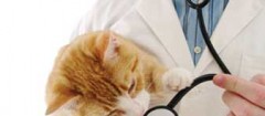 clinicas-veterinarias-maua-1461098102