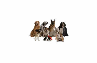 Avicultura Ornamentos Rouxinol - Foto 1