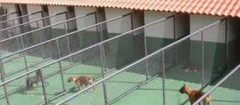 hotel-para-animais-maua-1461098334