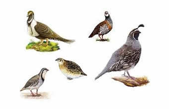 Avicultura Curió - Foto 1