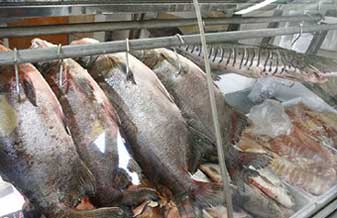 Tubarão Comércio de Pescados e Água - Foto 1
