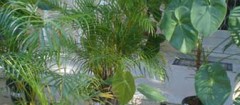 plantas-ornamentais-maua-1461612419