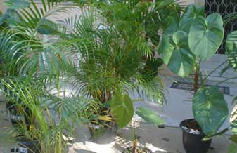 Emmane Comércio Plantas Ornamentos - Foto 1