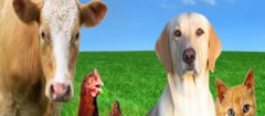 produtos-veterinarios-maua-1461097980