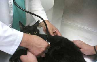 Centro Médico Veterinário Dr. Wagner A. Costa Val - Foto 1