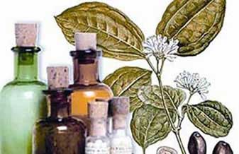 Hérbora Manipuçação Homeopática - Foto 1
