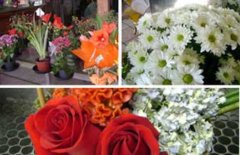 Floricultura Laços de Amor - Foto 1